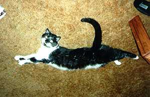 cat3ab