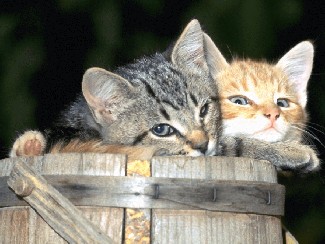 cats2
