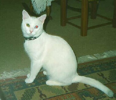 charlie