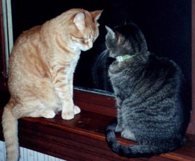 divot&baffy