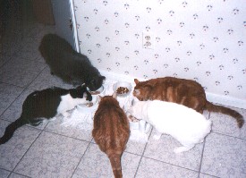 feeding2c