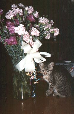 josie