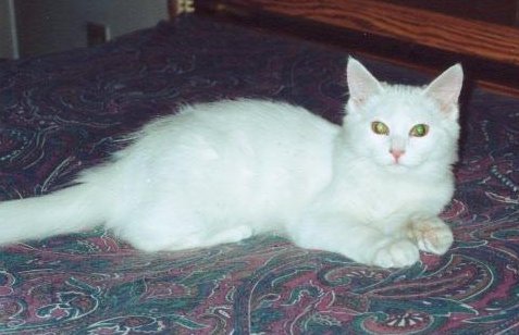 zoe