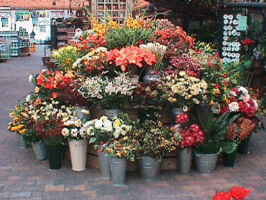 bloem1a.JPG (70156 bytes)