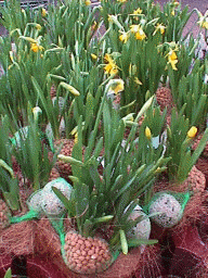narcis1a.JPG (35355 bytes)