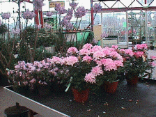 plant2.JPG (25360 bytes)