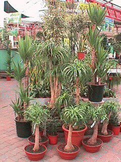 yucca2.JPG (51589 bytes)