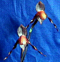 wilhelminae
