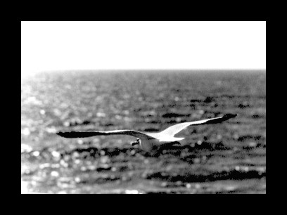 move.jpg (52122 bytes)