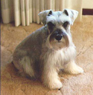 Falon as a puppy