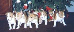Photo of the litter at 4 weeks of age