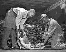 black workers packing meat in Chicago stockyards