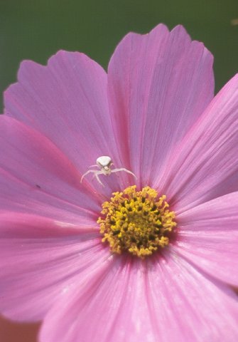 Cosmos © Jay Photos