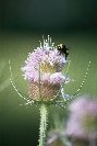 Bumble Bee © Jay photos