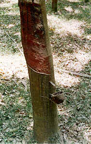 Latex tapping