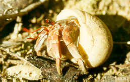 Hermit Crab
