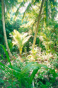 Towards the centre of the island