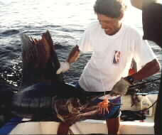Pez Vela (sailfish)