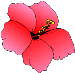 pua aloalo ~ hibiscus