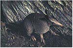 Armadillo!