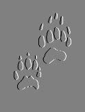 Badger Prints!