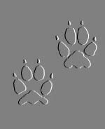 Coyote Prints!