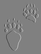 Grizzly Prints!