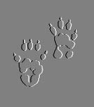 Marmot Prints!