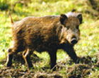 Abaco Boar