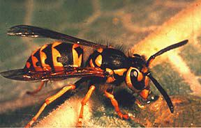 Yellowjacket