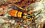 Aiiieee Yellowjacket