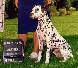 Bambi going High In Trial