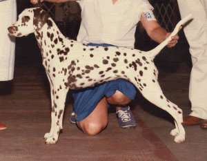 Bambi going RWB at DCA