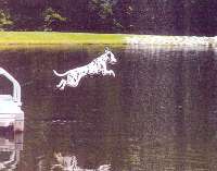Fame, the Water Dog