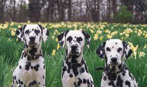 James with his sire Kip and grandma Pearl
