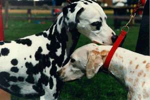 Robert and Ziggy