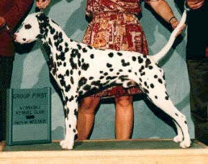 Morris - show shot