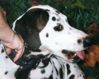 This boy has a brindle patch