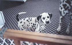 Puppy with a tail patch