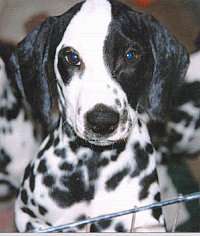 There is no question that this pup is patched!