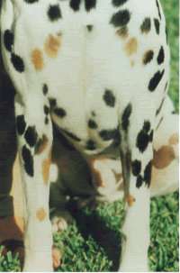 This is a perfect example of a tri patterned dog