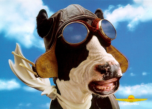 cow.jpg (106445 bytes)