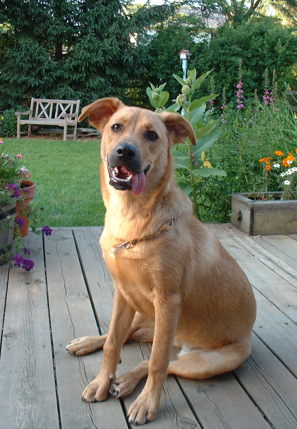 Cassie.JPG (703412 bytes)