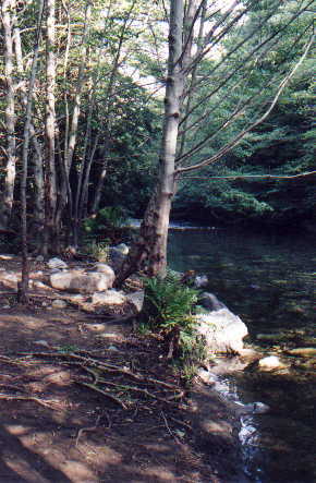 Beautiful trees next to the river.