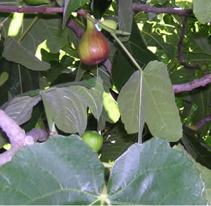 Dad's prize fig tree produces twice a year enough figs to go into business if he wanted to. He gives them to all his neighbors and Mom makes fig jam and cookies from the rest.