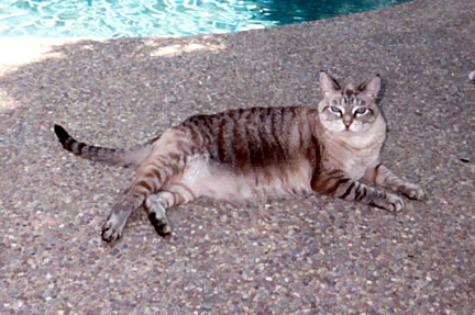 This is Misty Blue, she loves everyone she meets and everyone loves her too.