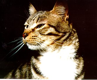 This is Sneakers, he is devoted to his Nana Dianna more than anything else on earth!