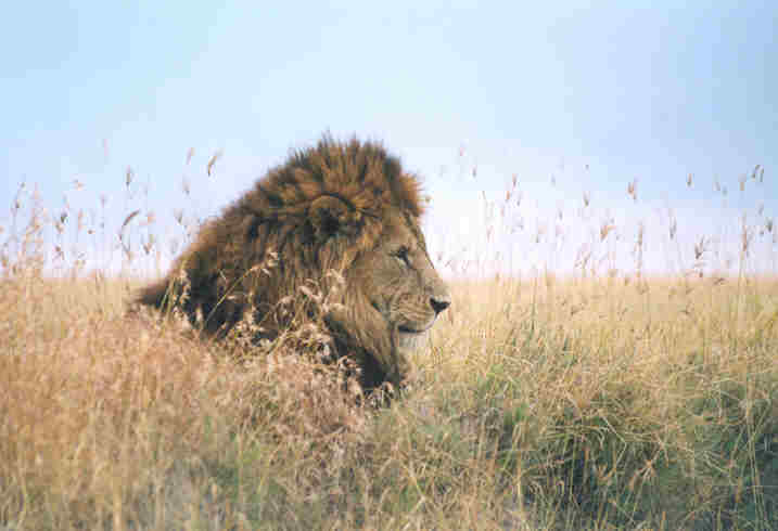 lion