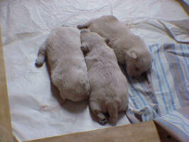 wheatens