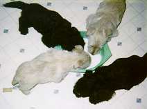 puppies